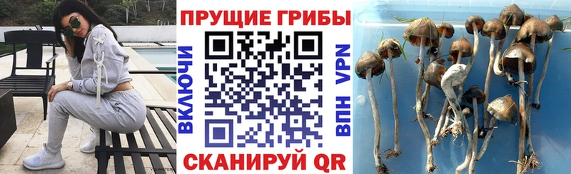 Псилоцибиновые грибы прущие грибы  ссылка на мегу вход  Ноябрьск 